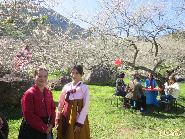 信義鄉「畫梅、話梅」茶會，邀請韓國茶道協會演繹茶道，身著韓服茶師吸引遊客目光。（記者劉濱銓攝）