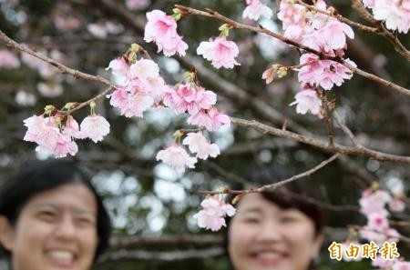 奄美大島的台灣山櫻花開花，賞花民眾看得笑開懷。（圖擷取自網路）