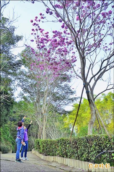 紅花風鈴木南元農場 粉 漂亮 地方 自由時報電子報