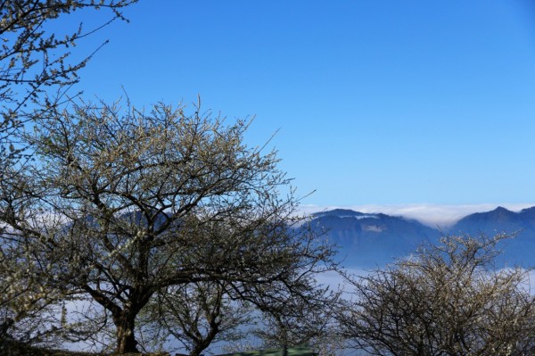 今年適逄暖冬，梅花遲至這個星期盛開，登山、賞花正當時。（圖由西拉雅風管處提供）