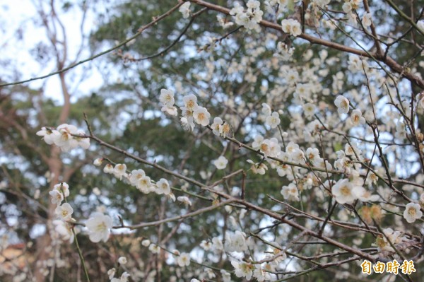 角板山公園的梅花園，每到過年總是湧入大量人潮捕捉美景。（資料照，記者林子翔攝）