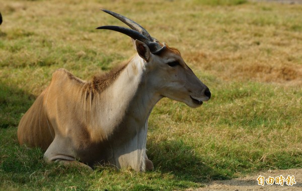 學甲頑皮世界野生動物園引進一隻非洲體型最大的伊蘭羚羊。（記者楊金城攝）