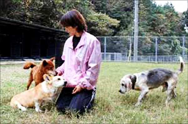 日本出現收費制的動物養老院，位於岐阜縣的這家養老院，專門收容7歲以上的老狗。
 （取自網路）