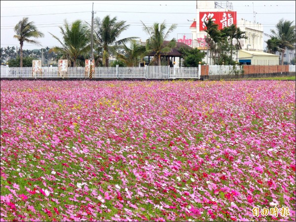 斗南石龜花海節17日開幕，目前花正盛開。（記者廖淑玲攝）