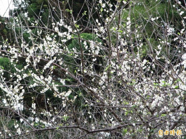 清華大學知名的梅園，梅園裏的梅花已綻放，花期已開約八成，賞梅民眾可把握機會，投完票可到清大來賞梅，怡情養性。（記者洪美秀攝）