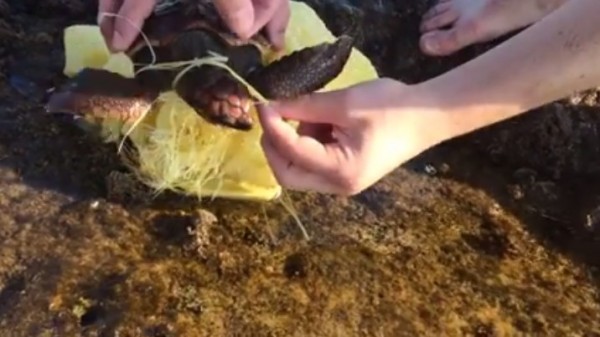 有衝浪客日前在海邊偶然發現一支可憐的小海龜，只見牠被人類棄置的網狀垃圾緊緊糾纏，脖子及肢體都難以動彈（圖擷自Edden Ram臉書）