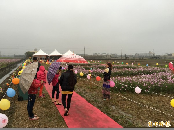 雲林斗南石龜花海今天在風雨中登場。（記者黃淑莉攝）