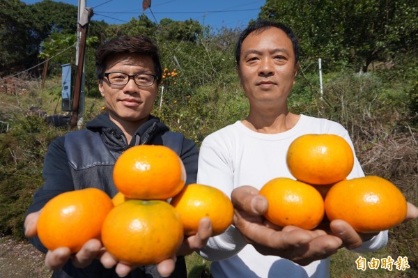 潭子茂谷柑採收上市了。（記者歐素美攝）