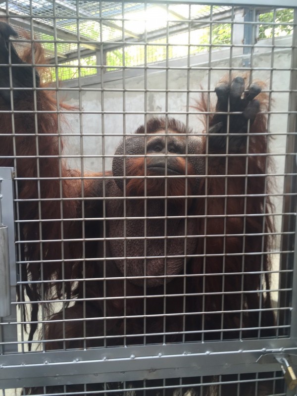 新竹市立動物園因籠舍整修，將紅毛猩猩及馬來雄送往台北市動物園暫放及照顧，今天順利從台北運回新竹市動物園了，近期就會跟民眾見面。（圖由新竹市府提供）