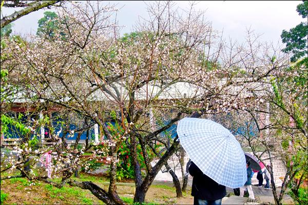 雖然下著雨，仍有許多遊客撐傘賞花。（記者蔡宗勳攝）