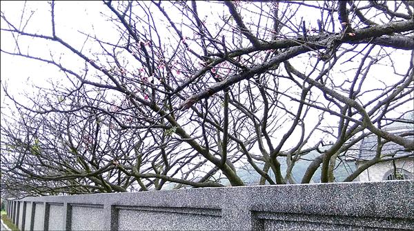 陽明山平菁街櫻花目前僅開兩成，下週一有望盛開，最佳觀賞期是本月廿五日、廿六日。（台北市公園處提供）