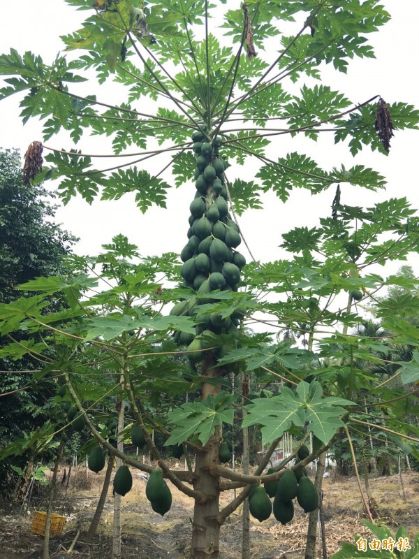 怪木瓜樹長到三樓高，且下方橫枝還長出瓜果，特殊外型與現象讓民眾嘖嘖稱奇。（記者劉濱銓攝）