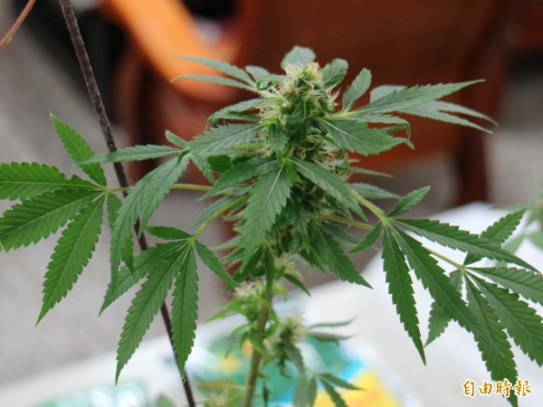 警破門搜大麻花嫌高呼 大麻是藥用植物 社會 自由時報電子報