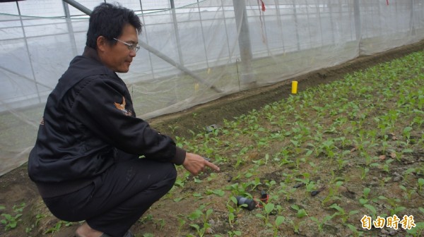 菜農廖士有看著被竊賊踐踏的菜園，心裡相當不捨及氣憤。（記者黃淑莉攝）