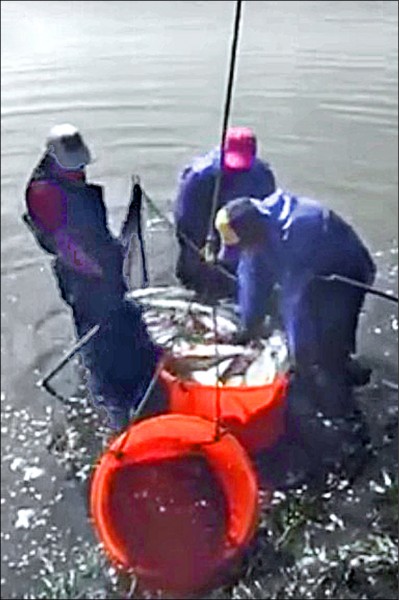 為防寒害，嘉縣沿海養殖業者忙著打撈虱目魚。（民眾提供）