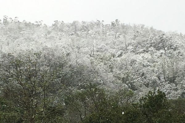 佛光大學下雪，一片白皚皚的山色。（佛光山提供）