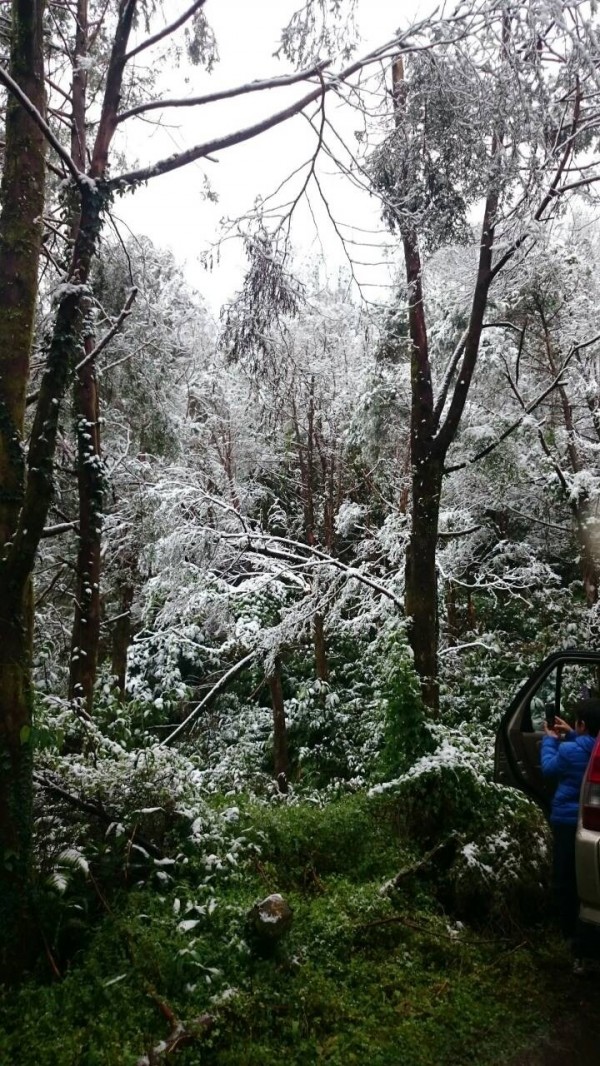 高雄那瑪夏區青山部落上方山林今天中午結冰。（照片讀者提供）