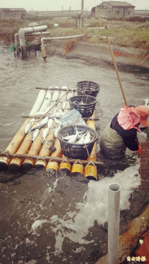 寒害嚴重，業者忙著打撈被凍斃的虱目魚。（資料照，記者鄭旭凱攝）