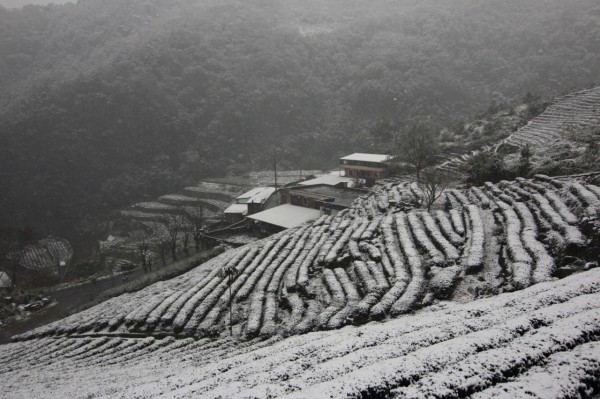 新北市坪林區茶園被白雪覆蓋。（讀者提供）