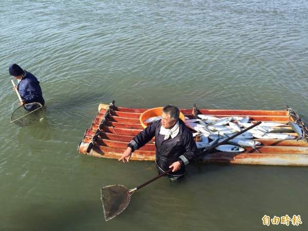 漁民在刺骨塭水中撈魚屍，避免損害擴大。（記者林國賢攝）