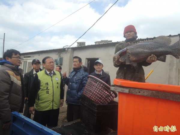 帝王級寒流來襲，澎湖縣長陳光復趕往巡視寒害損失。（記者劉禹慶攝）