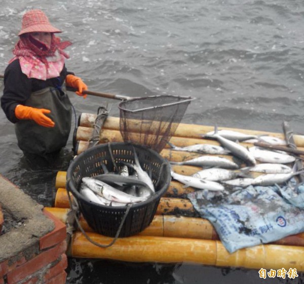 養殖業者打撈遭凍斃的虱目魚。（資料照，記者鄭旭凱攝）