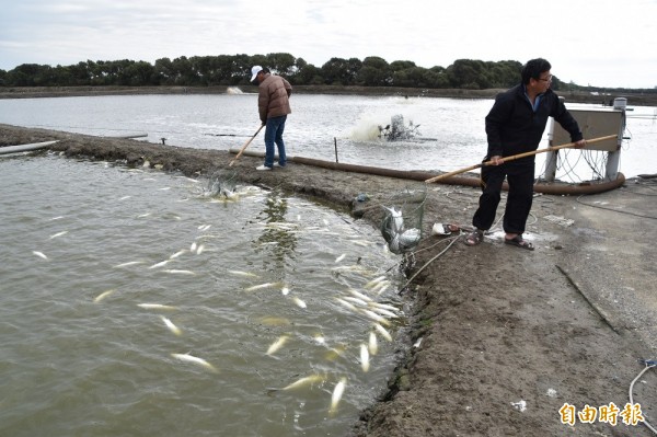 高雄永安虱目魚大量凍死，損失難以估計。（記者蘇福男攝）