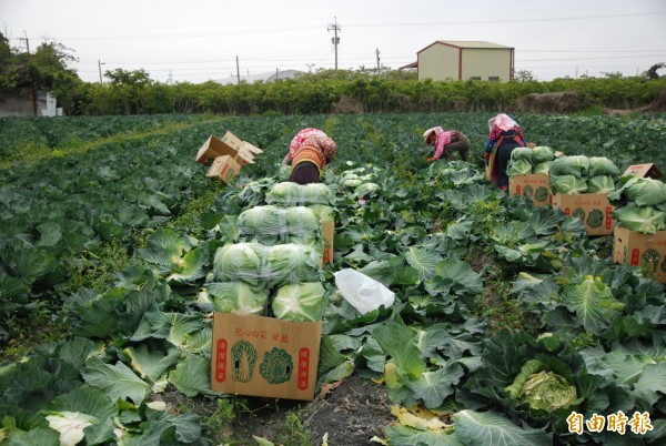 受寒流影響，中部地區大宗蔬菜拍賣價格漲幅約5成。圖為農民採收高麗菜。（記者顏宏駿攝）