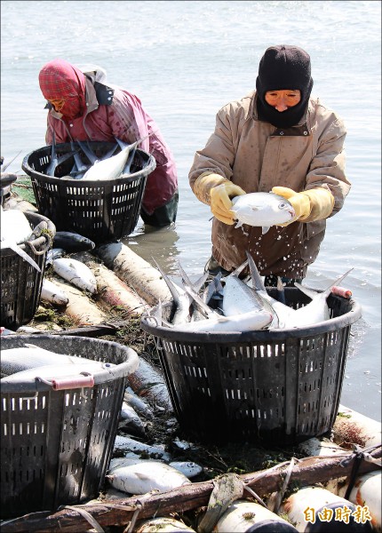 超級寒流造成沿海養殖的虱目魚幾乎全數凍死，漁民不畏四度低溫，趕緊進入塭池捕撈凍斃虱目魚。（記者陳冠備攝）