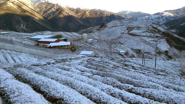 寒流極凍台灣山區，茶葉都覆上一層白雪。（記者歐素美翻攝）