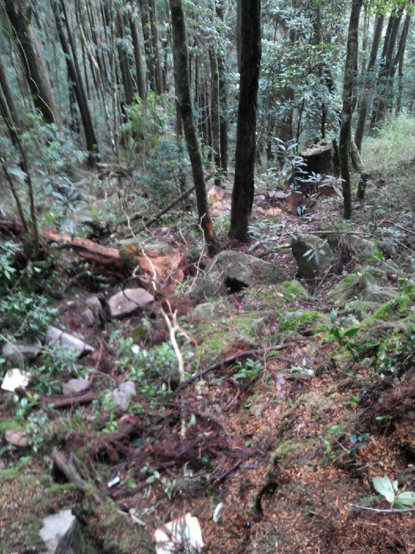 被盜代的林班地滿地瘡疤。（記者許國楨翻攝）