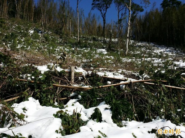 桃園市復興區的果園、菜園因覆蓋白雪而造成農損。（記者李容萍攝）