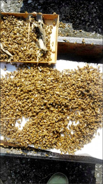 寒流來襲導致蜜蜂被凍死，蜂農在蜂箱口整理出一堆堆凍死蜜蜂。（蜂農提供）