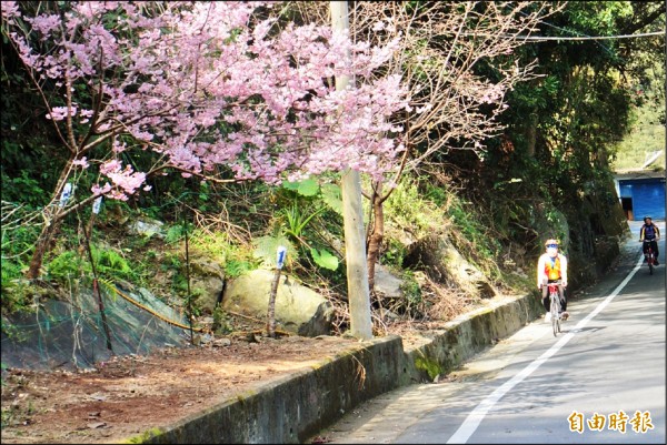 大溪、復興北橫公路沿線山櫻花已經陸續開花，騎單車賞櫻花，來一趟美麗的約會。（記者李容萍攝）