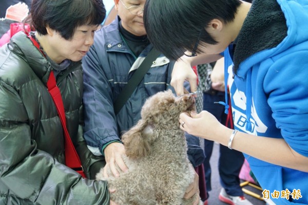 動保處舉辦「毛寶貝喜迎新春認養走秀趴」，希望幫毛寶貝在年前找個溫暖的家，走秀前還仔細打扮。（記者何玉華攝）