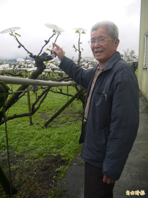 三星高接梨寒害補助有著落，受損農民2月4日前趕快提報（記者簡惠茹攝）