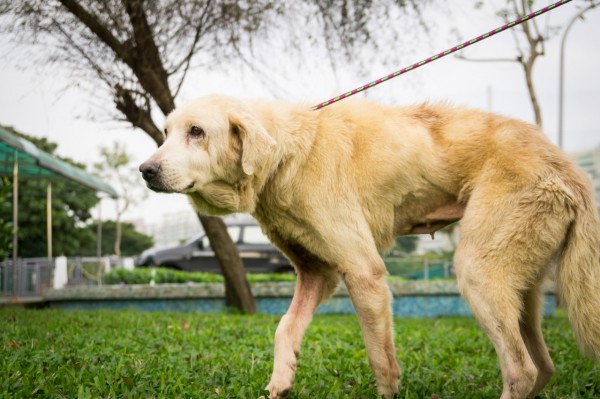 黃金獵犬亮亮從林口區非法繁殖場被救出後罹患乳癌，新北市動保處獸醫師協助切除乳房腫瘤並實施絕育手術，目前亮亮在板橋動物之家等待認養。（圖動保處提供）