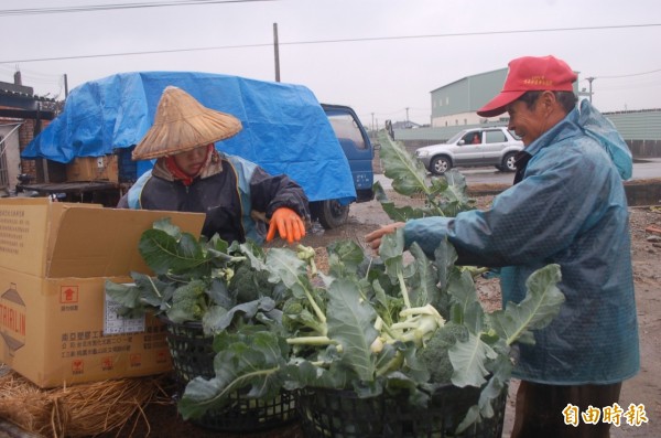 青花苔菜價格暴漲3倍。（記者鄭旭凱攝）