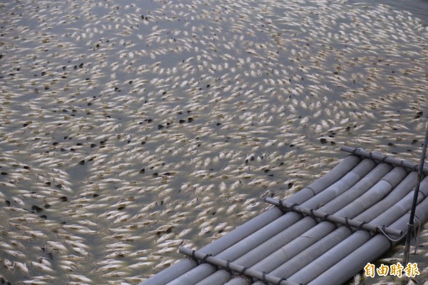 凍死魚屍遍布慘不忍睹景況。（記者蔡宗勳攝）