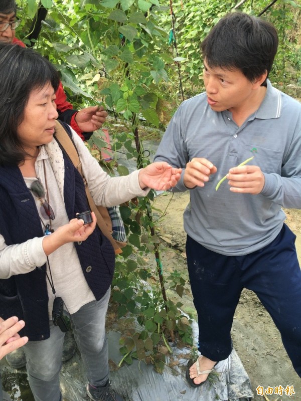 專家協助農民防治四季豆病蟲害，為食安把關。（記者陳文嬋攝）