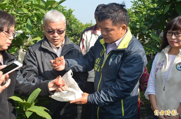 立委莊瑞雄邀集農糧署南區分署長莊老達等農業專家到林邊、佳冬、枋寮勘查蓮霧受損情況，（記者葉永騫攝）