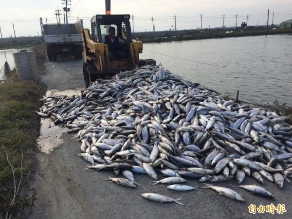 環保局出動車輛清運魚屍。（記者黃旭磊翻攝）