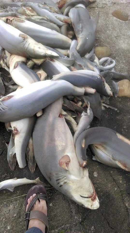 魚翅悲歌 新竹驚見大批幼鯊被割鰭棄屍 生活 自由時報電子報