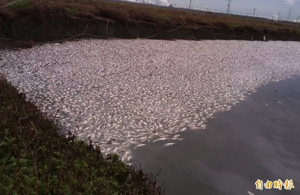 雲林縣內台灣鯛等養殖魚業寒害嚴重。（資料照，記者林國賢攝）