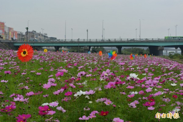 大里溪高灘地近來變身為波斯菊花海，搭配隨風轉動的風車相當漂亮。（記者陳建志攝）