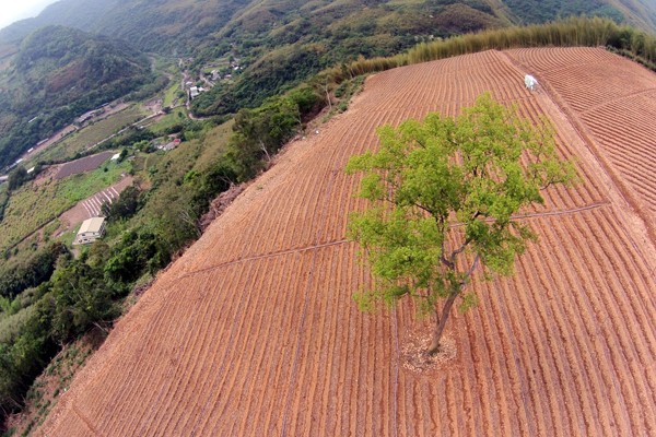 台東縱谷地區山坡地濫墾情況嚴重，青爭山頭缺角，宛如「癩痢頭」。（記者陳賢義翻攝）