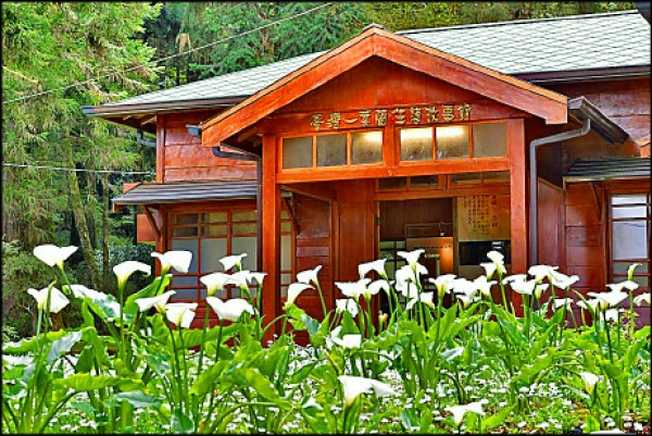 阿里山國家森林遊樂區內海芋花田美景。（嘉義林管處提供）