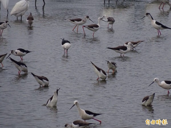 雲林沿海溼地可見大量野鳥聚集。（記者詹士弘攝）