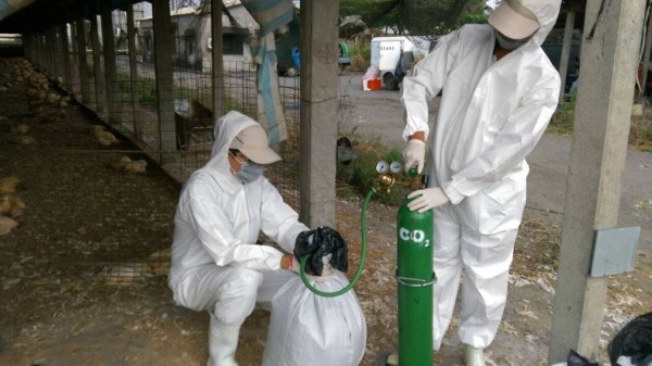 土雞場染禽流感示意圖。（資料照，屏東縣政府提供）