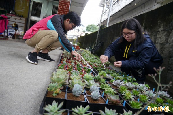 多肉植物正夯情侶返鄉創業 生活 自由時報電子報